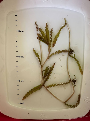 A photo of curly-leaf pondweed, a submerged aquatic plant, showing its characteristic wavy, lasagna-like leaves with serrated edges. The leaves are olive-green to reddish-brown and attached directly to the stem.