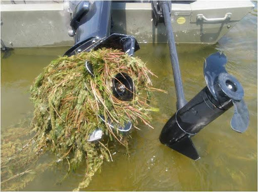 Invasive vegetation wrapped around boat propeller.